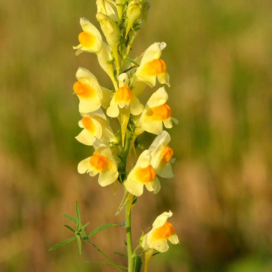 Vlasbekje (Linaria vulgaris) zaden