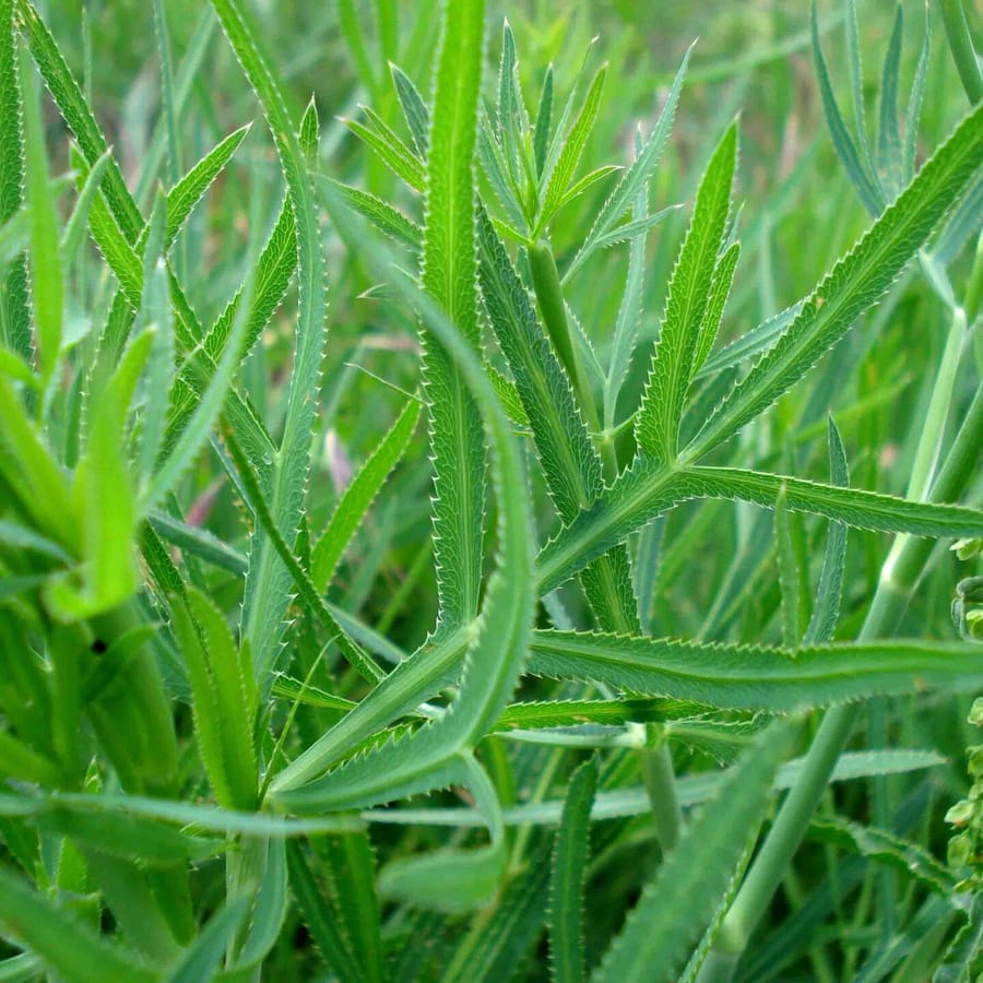 Sikkelkruid (Falcaria vulgaris) zaden