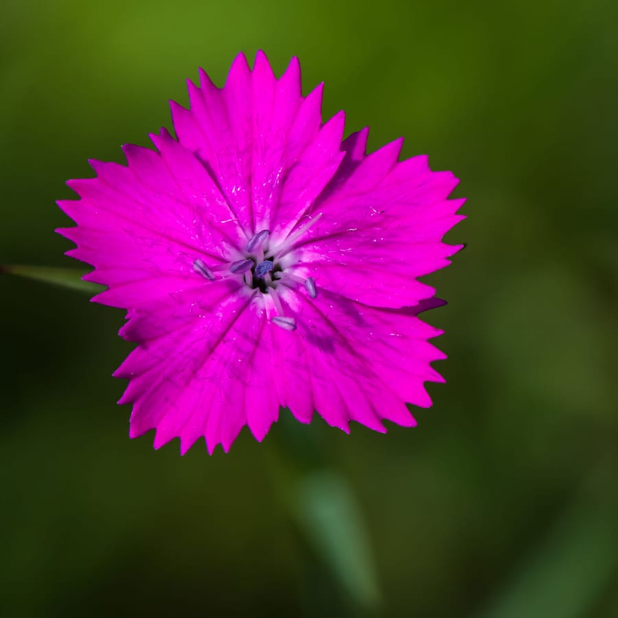 Kartuizer anjer (Dianthus carthusianorum) zaden