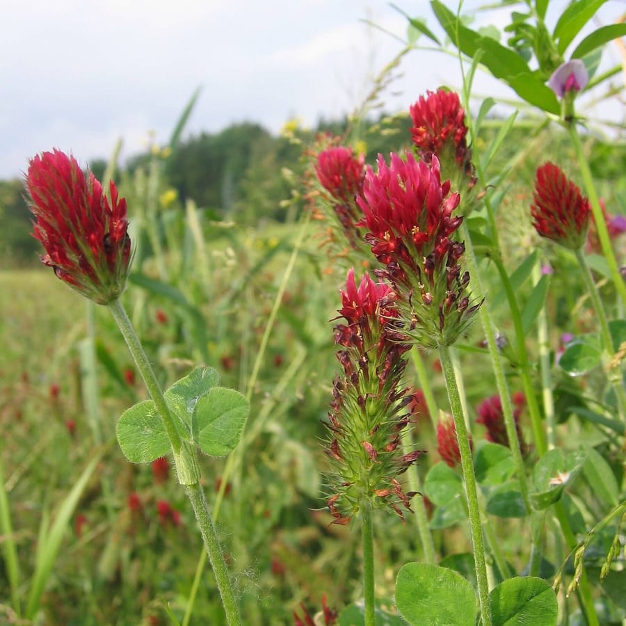 Incarnaatsklaver (Trifolium incarnatum) zaden
