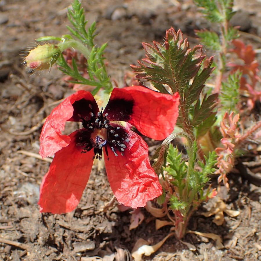 Ruige klaproos (Papaver argemone) zaden
