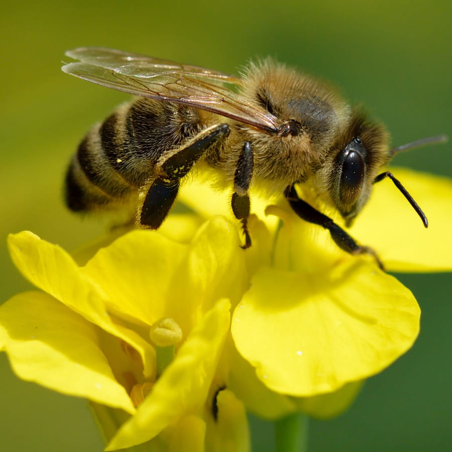 Koolzaad (Brassica napus) zaden