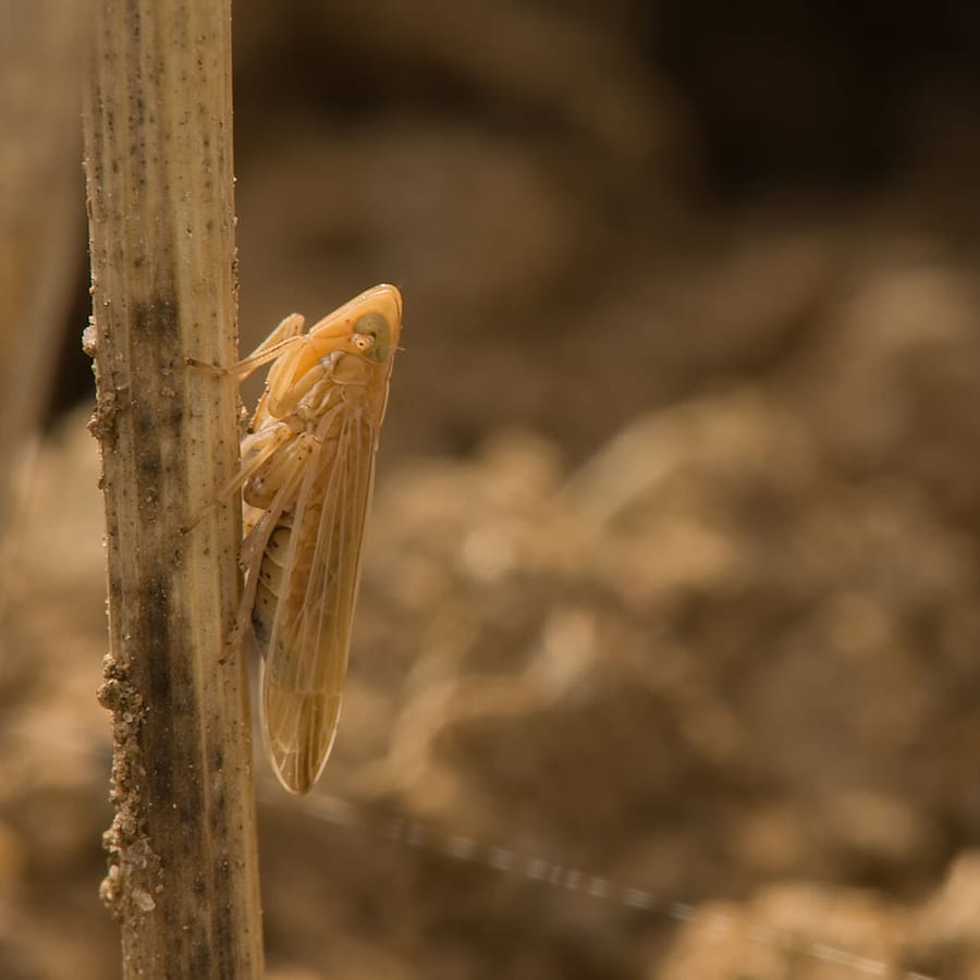 Kropaar (Dactylis glomerata) zaden
