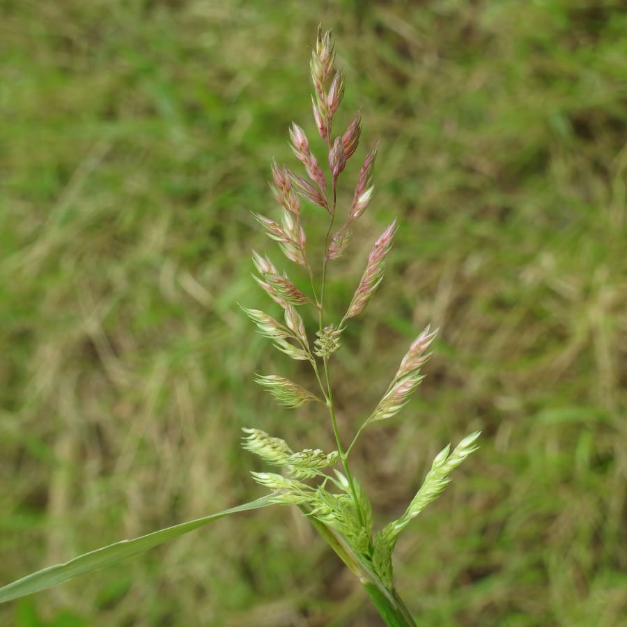 Rietgras (Phalaris arundinacea) zaden