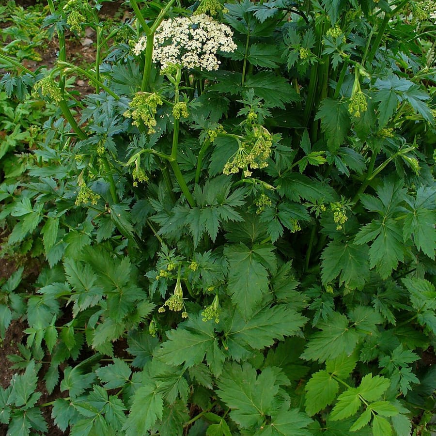 Grote bevernel (Pimpinella major) zaden