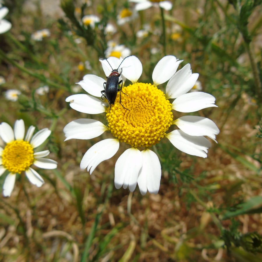 Valse kamille (Anthemis arvensis) zaden