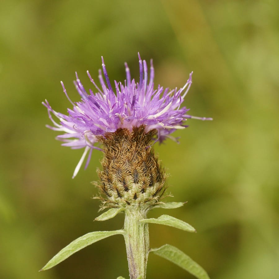 Zwart knoopkruid (Centaurea nigra) zaden