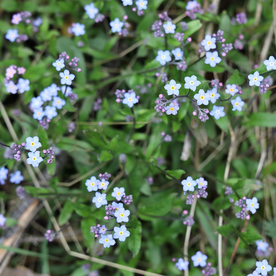 Bosvergeet-mij-nietje (Myosotis sylvatica) zaden