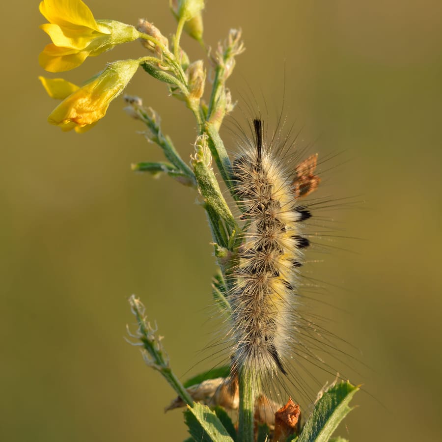 Sikkelklaver (Medicago falcata) zaden