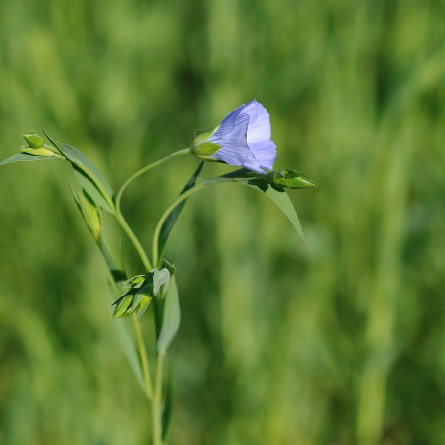 Vlas (Linum usitatissimum) zaden