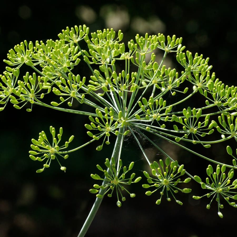 Dille (Anethum graveolens) zaden