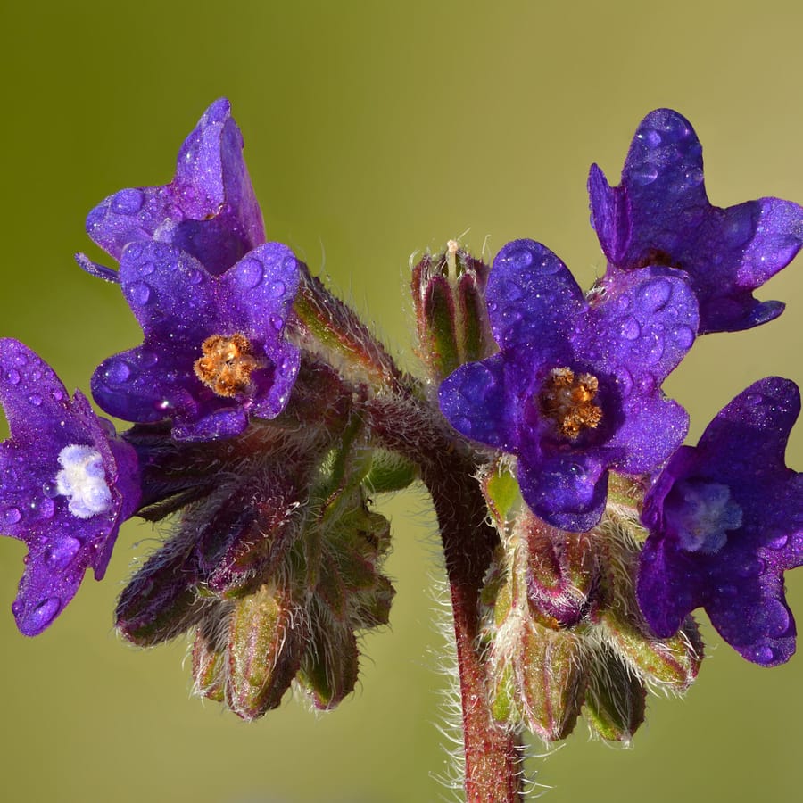 Gewone ossentong (Anchusa officinalis) zaden