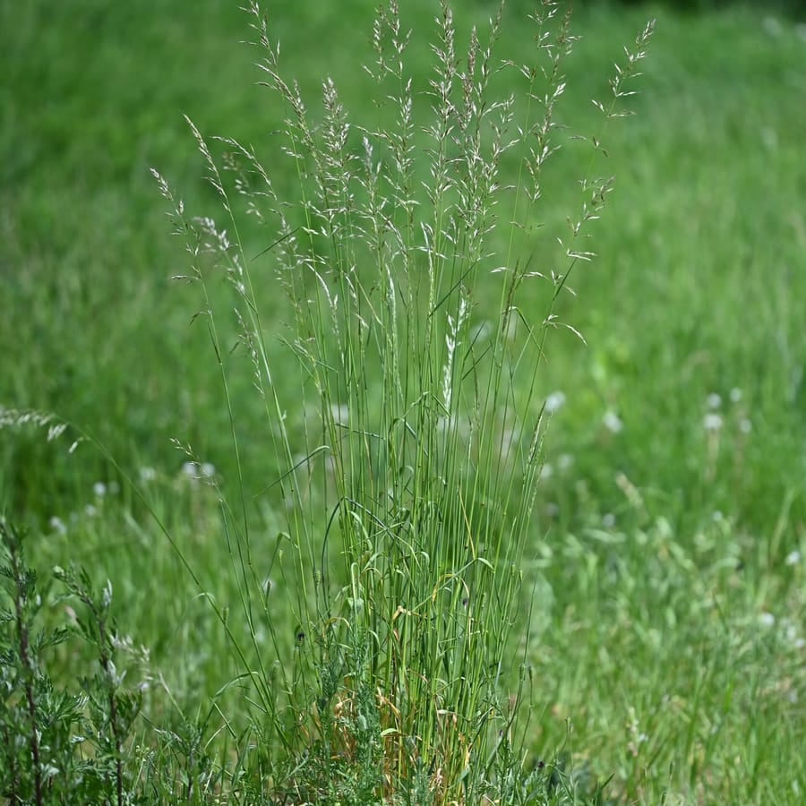 Glanshaver (Arrhenatherum elatius) zaden