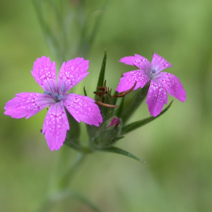 Ruige anjer BIO (Dianthus armeria) zaden
