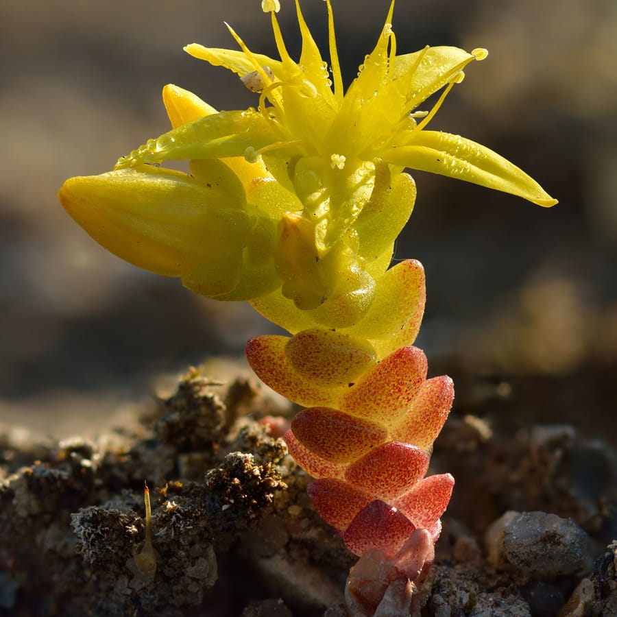 Muurpeper (Sedum acre) zaden