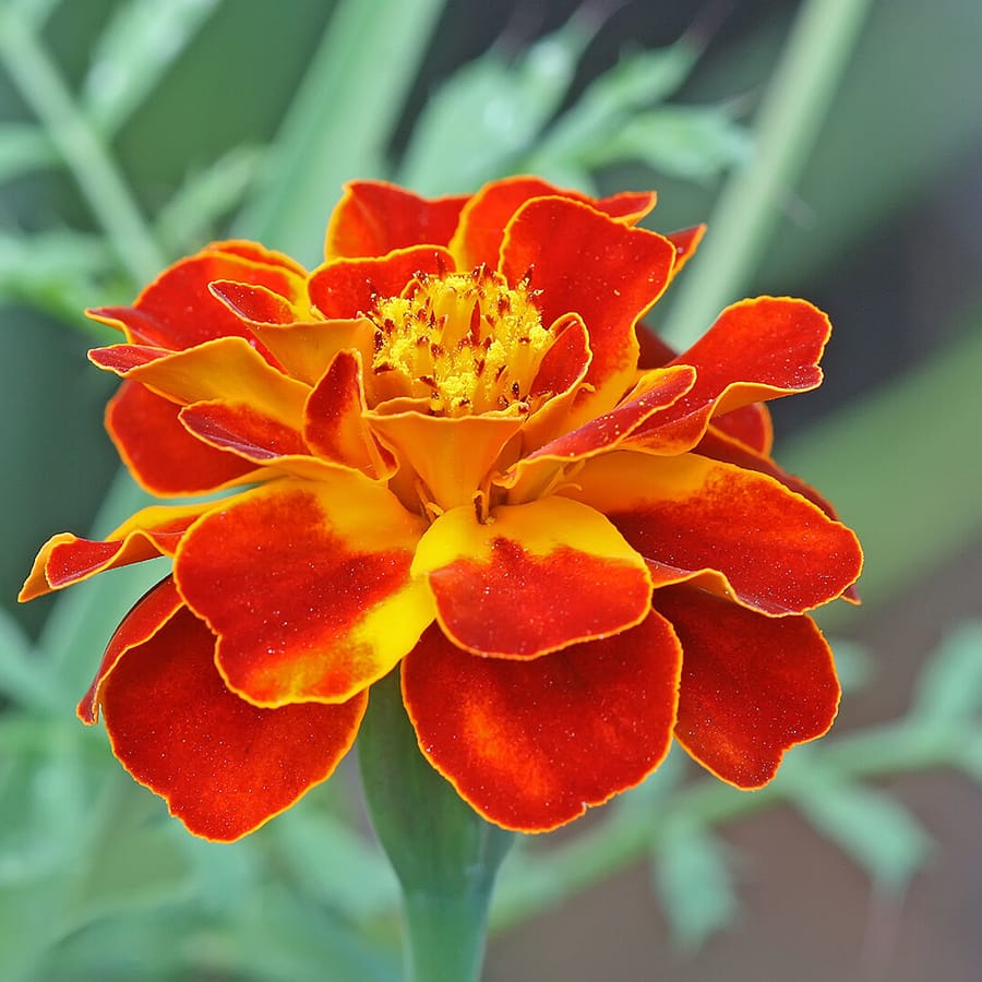 Afrikaantje (Tagetes patula) zaden