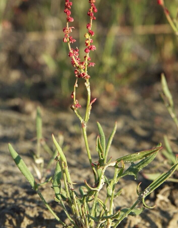 Schapenzuring (Rumex acetosella) zaden