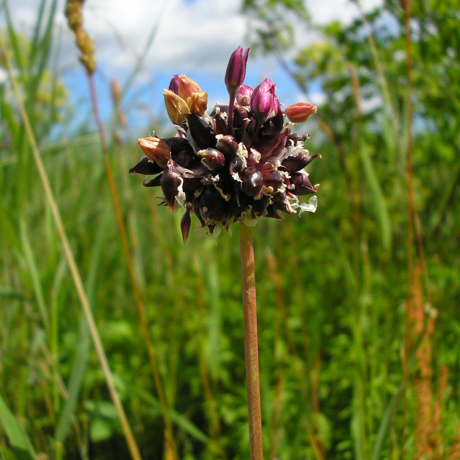 Slangenlook (Allium scorodoprasum) zaden