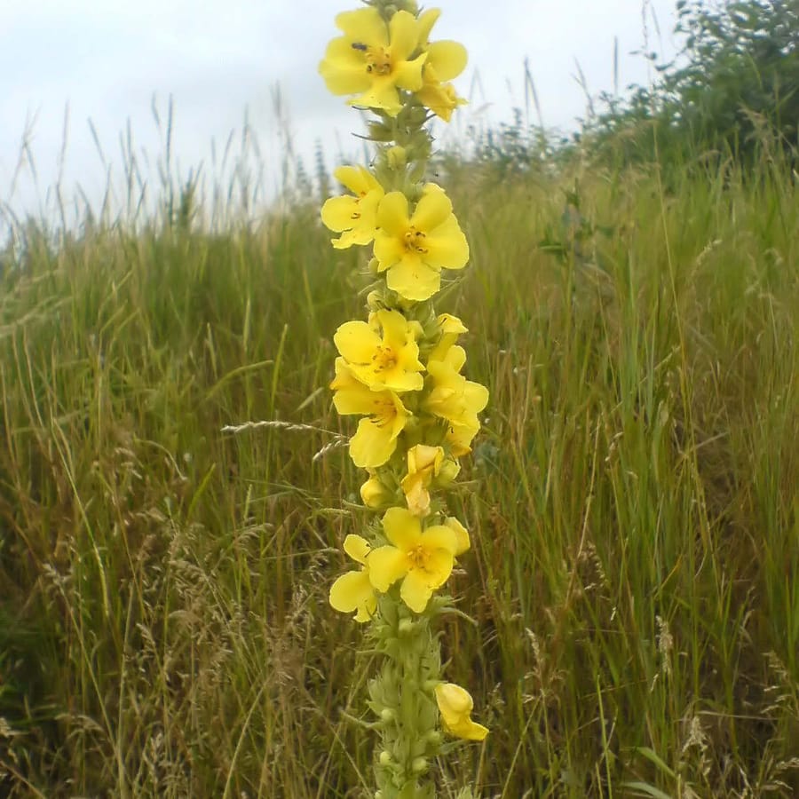 Stalkaars (Verbascum densiflorum) zaden