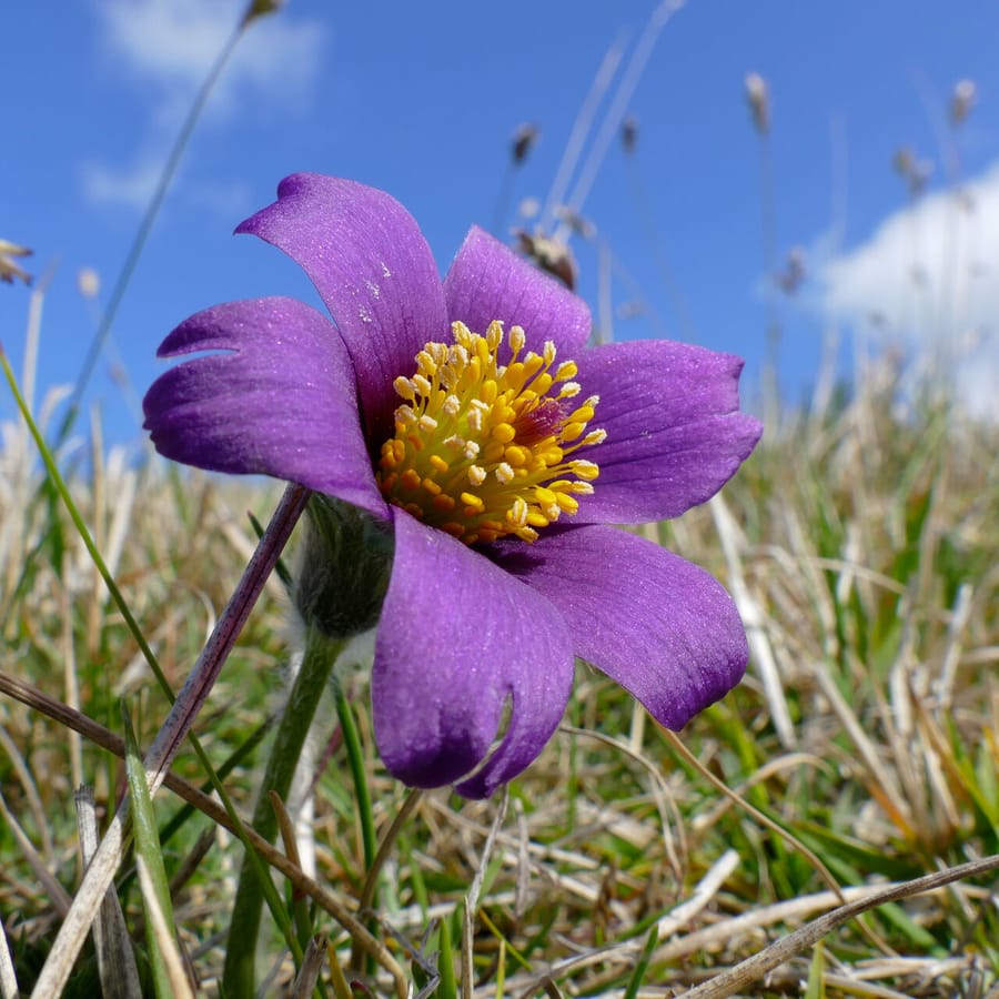 Wildemanskruid (Pulsatilla vulgaris) zaden