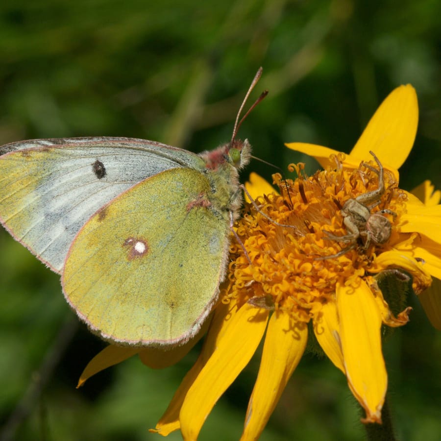 Valkruid (Arnica montana) zaden