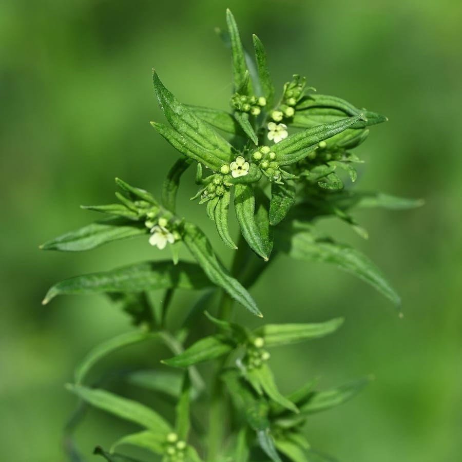 Glad parelzaad (Lithospermum officinale) zaden