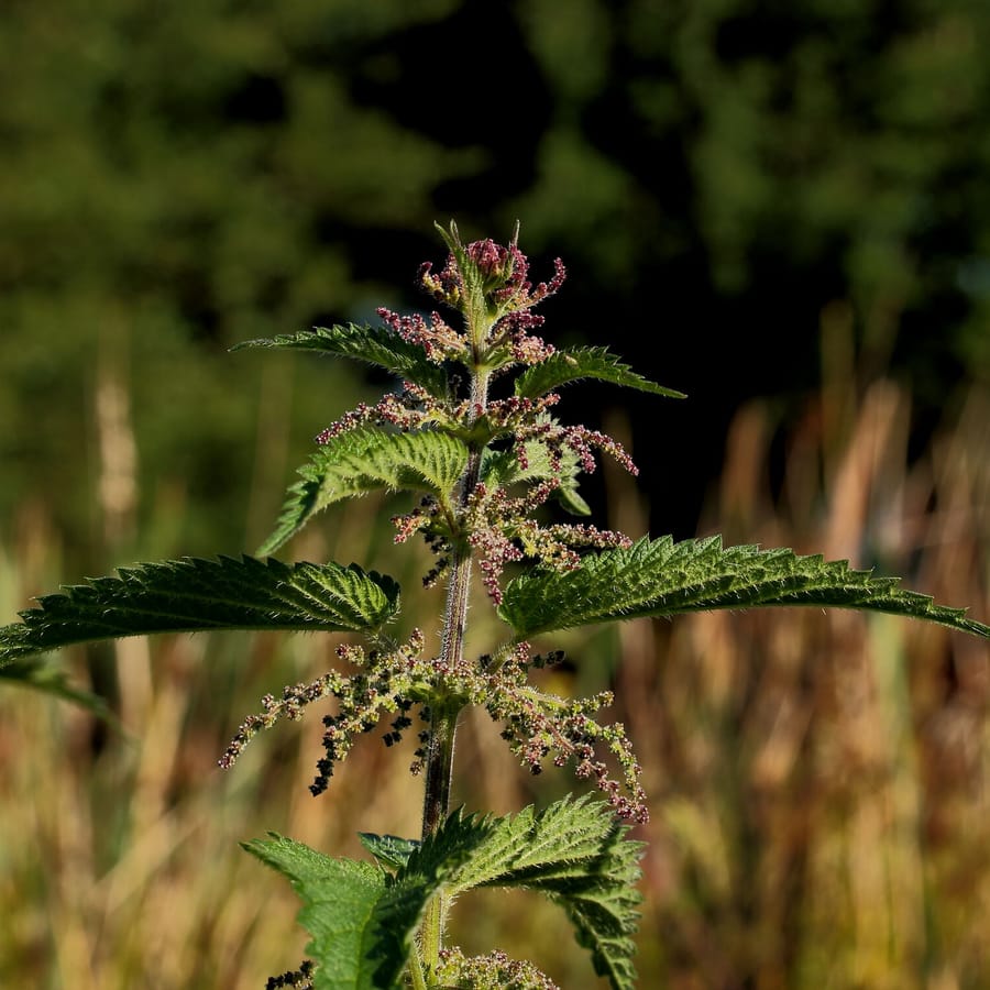 Grote brandnetel (Urtica dioica) zaden