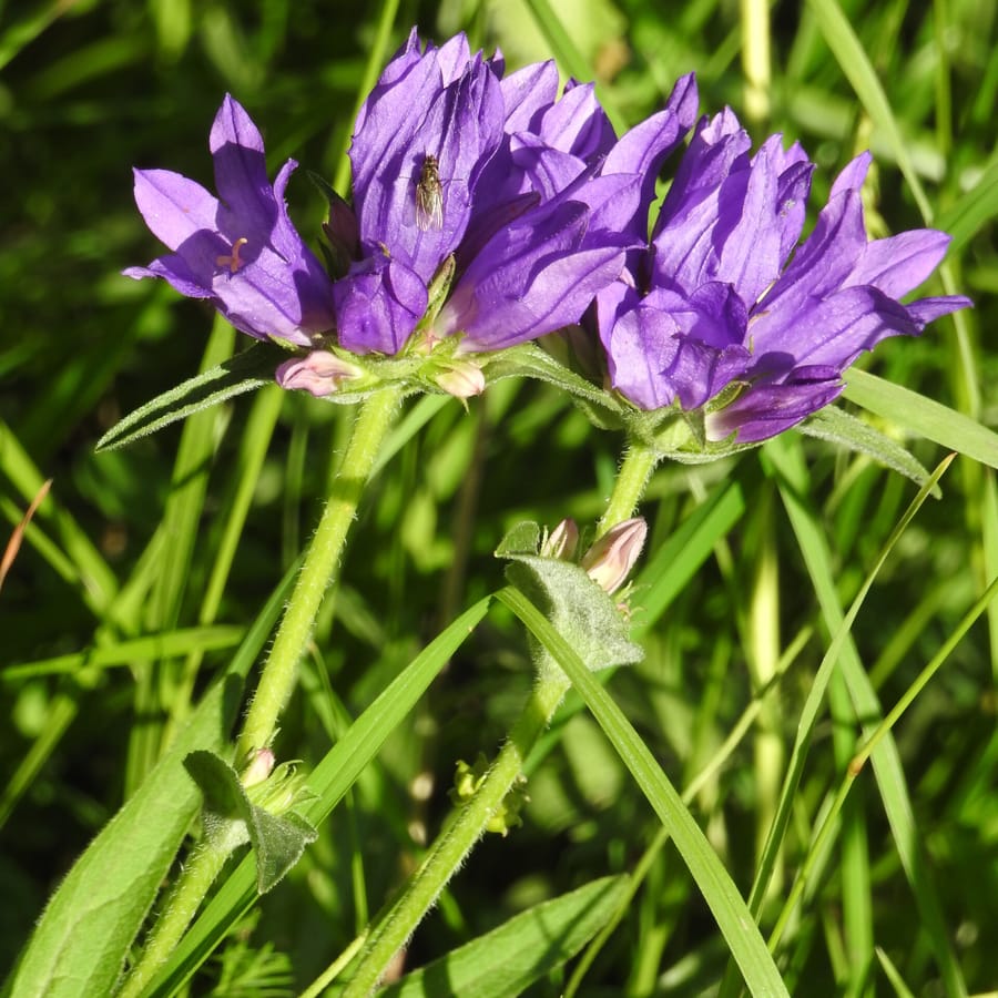 Kluwenklokje (Campanula glomerata) zaden
