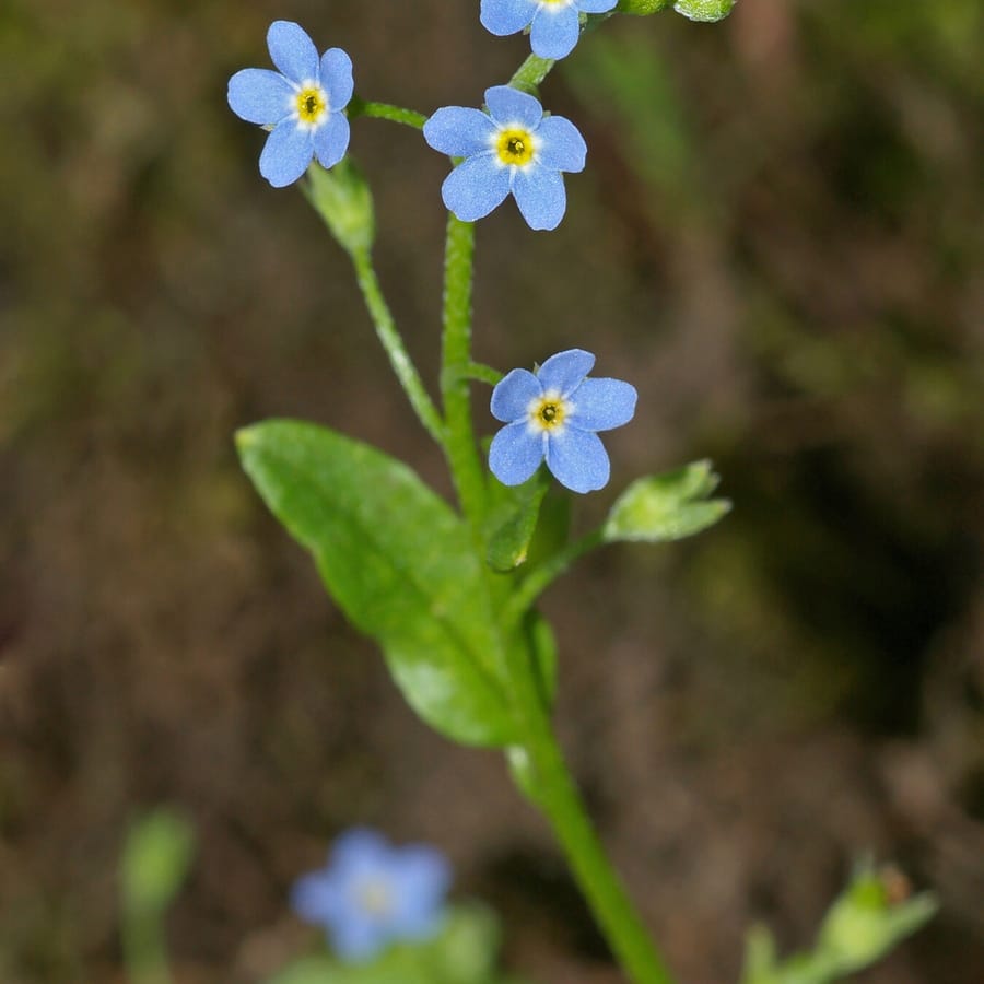 Moerasvergeet-mij-nietje (Myosotis scorpioides ssp. scorpioides) zaden