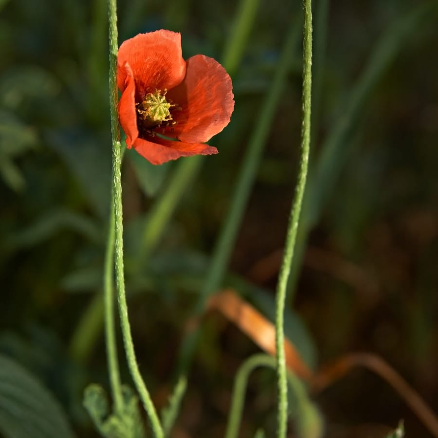 Bleke klaproos (Papaver dubium) zaden