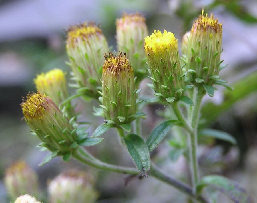 Donderkruid (Inula conyzae) zaden