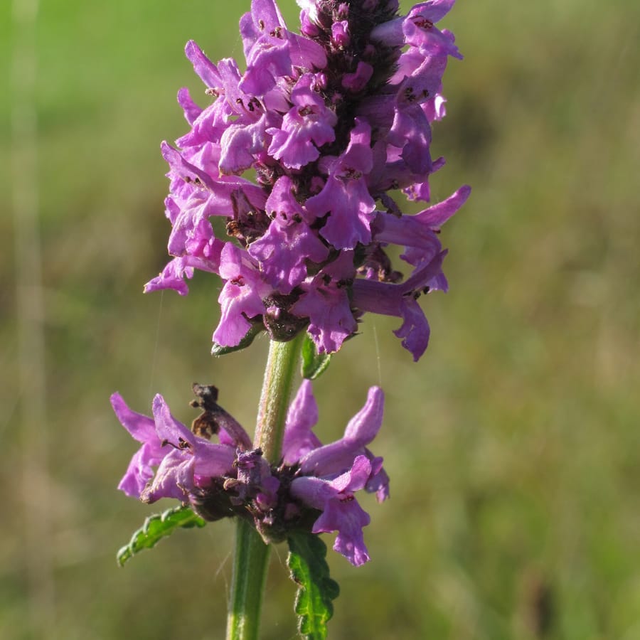 Betonie (Betonica officinalis) zaden