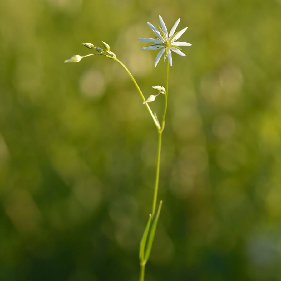 Grasmuur (Stellaria graminea) zaden