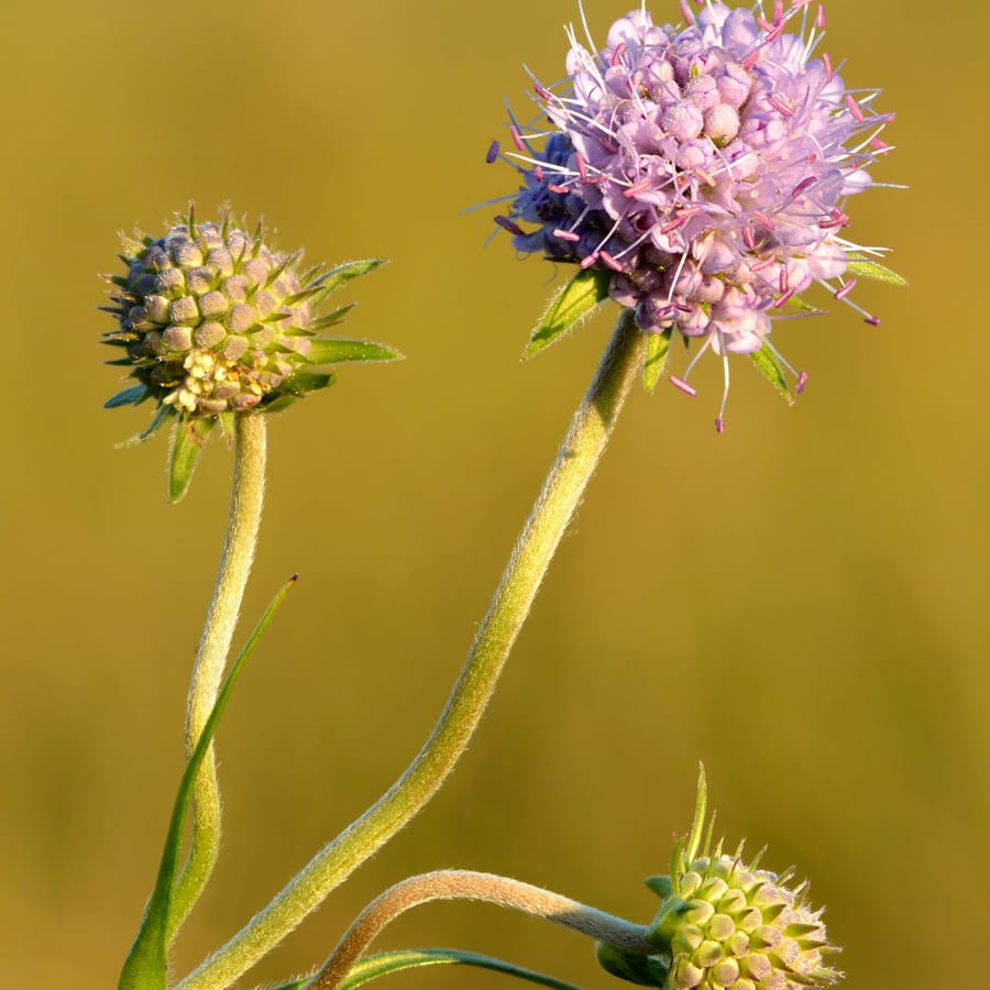 Blauwe knoop (Succisa pratensis) zaden