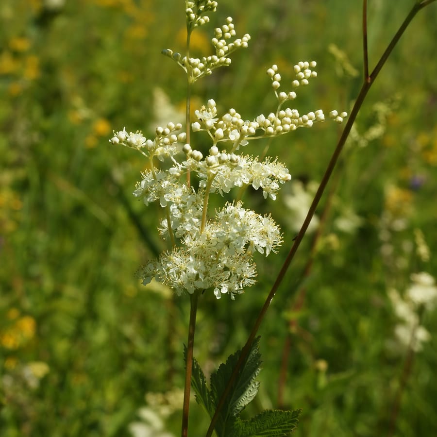 Moerasspirea (Filipendula ulmaria) zaden