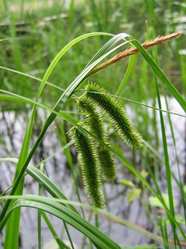 Hoge cyperzegge (Carex pseudocyperus) zaden