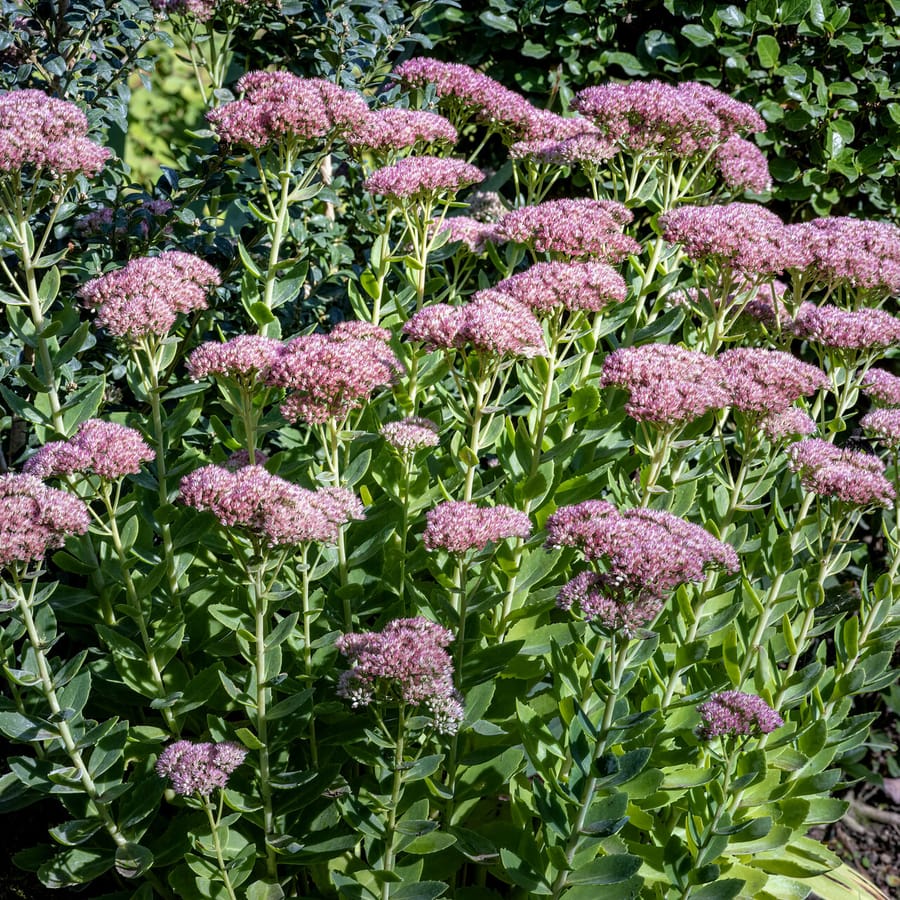 Hemelsleutel (Hylotelephium telephium) zaden