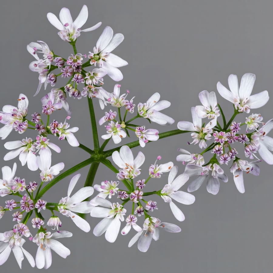 Koriander (Coriandrum sativum) zaden
