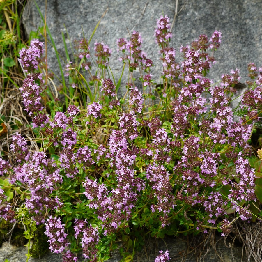 Echte tijm (Thymus vulgaris) zaden