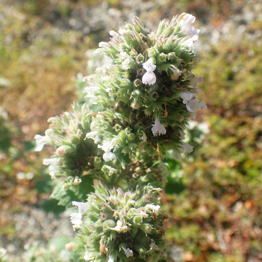 Wild kattenkruid (Nepeta cataria) zaden