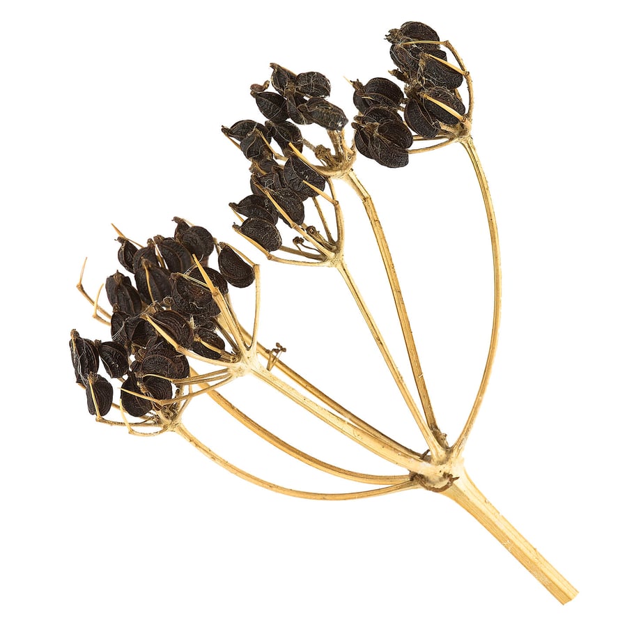 Zwartmoeskervel (Smyrnium olusatrum) zaden