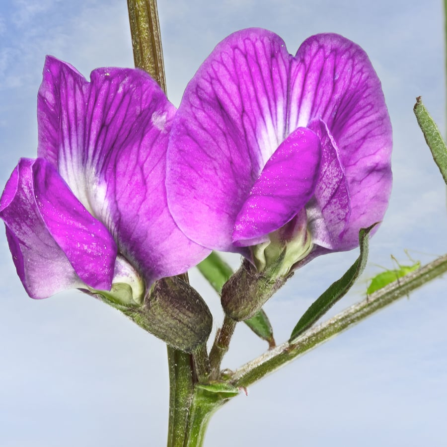 Smalle wikke (Vicia sativa ssp. angustifolia) zaden