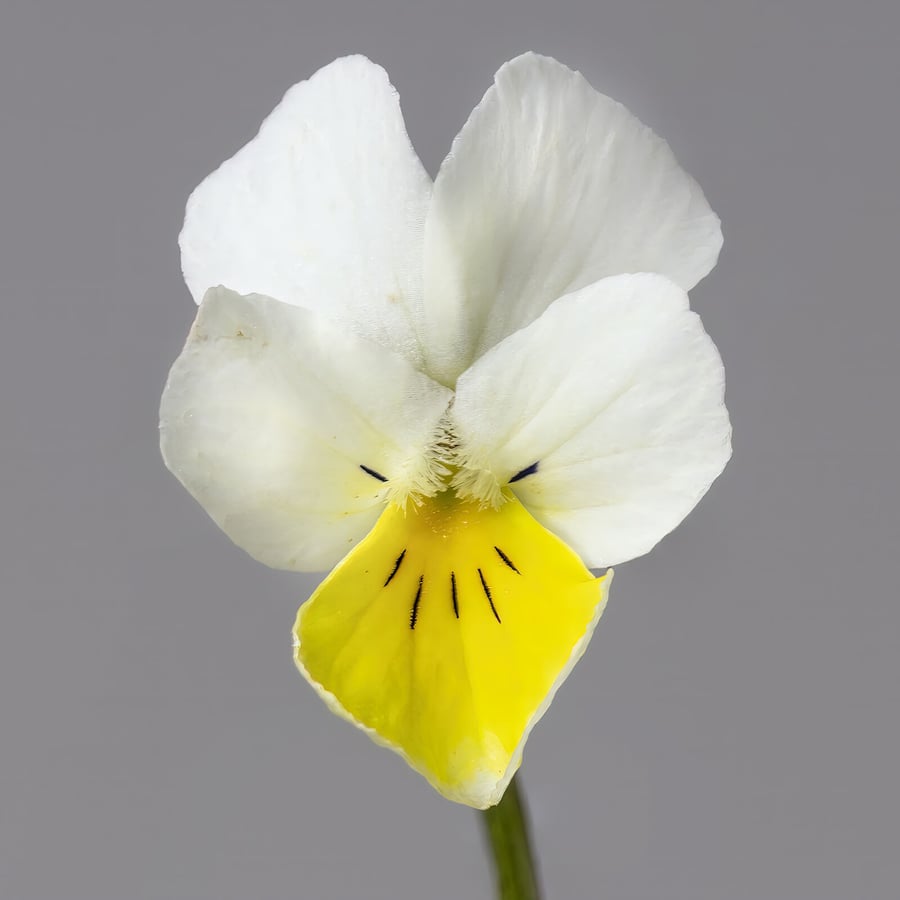 Akkerviooltje (Viola arvensis) zaden