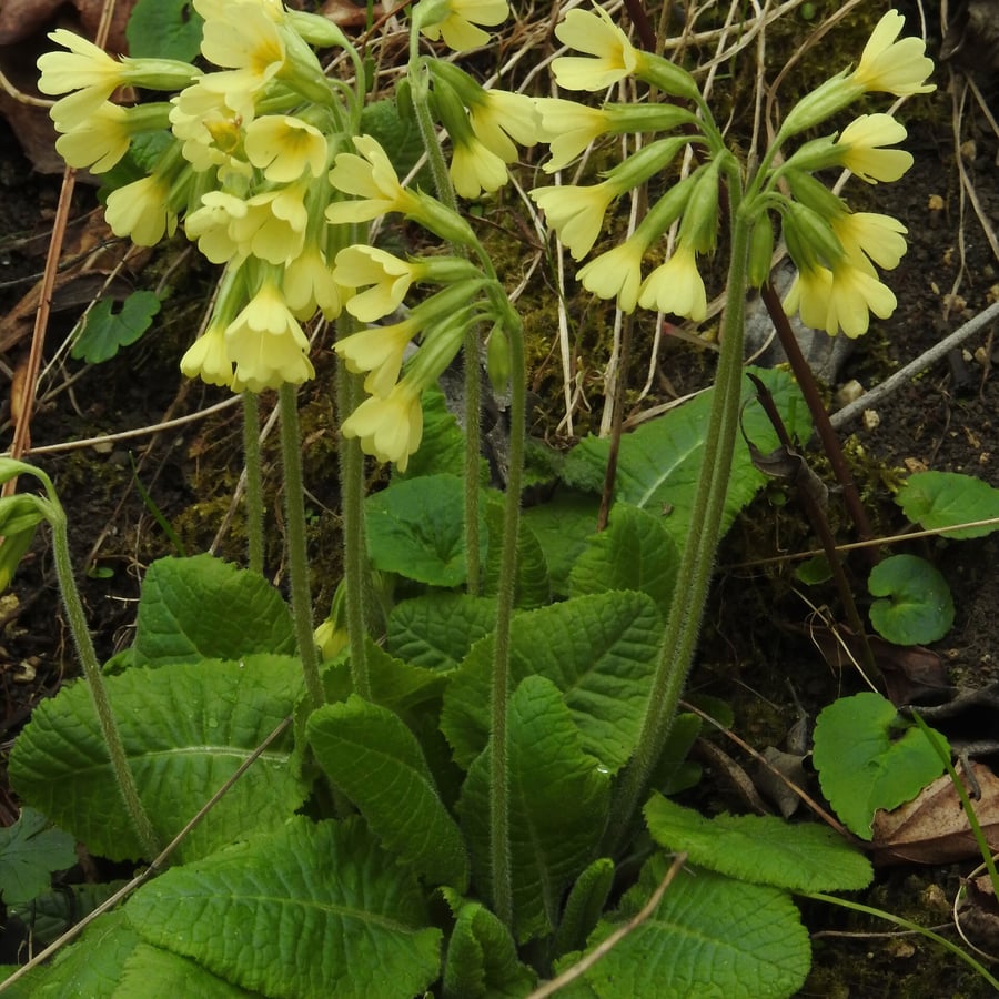 Slanke sleutelbloem (Primula elatior) zaden
