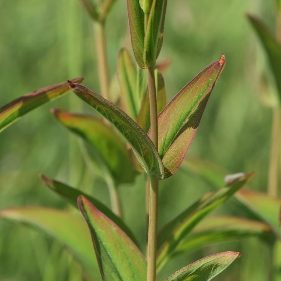 Berghertshooi (Hypericum montanum) zaden