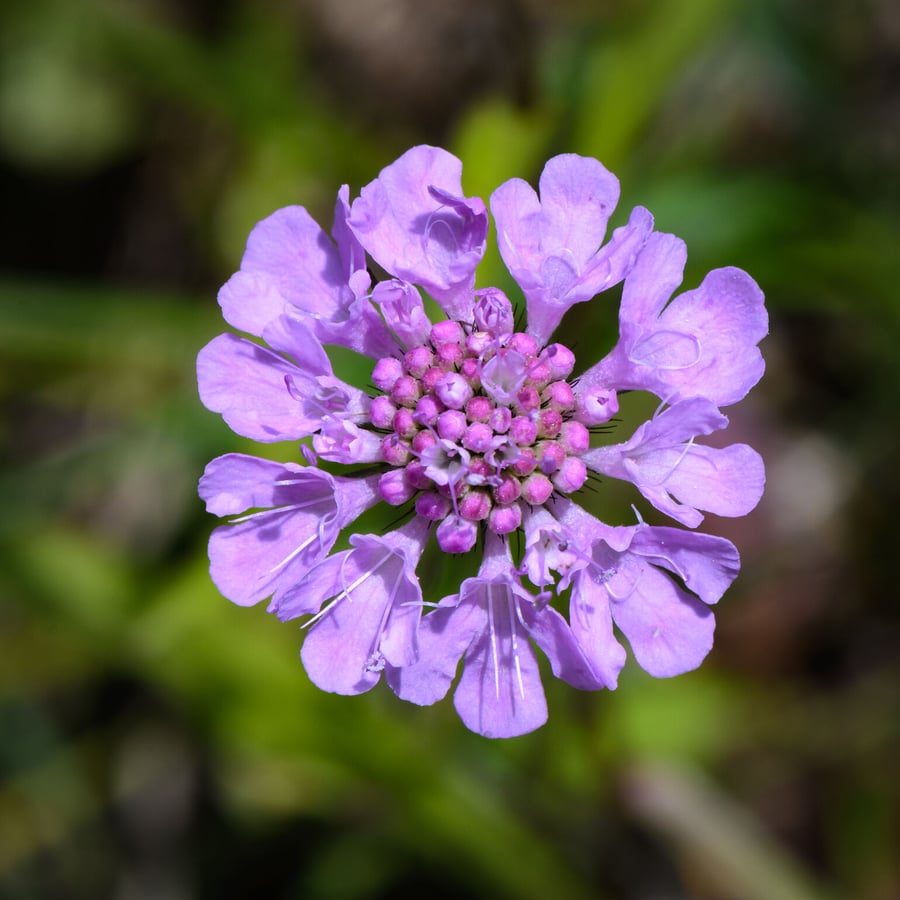 Duifkruid (Scabiosa columbaria) zaden
