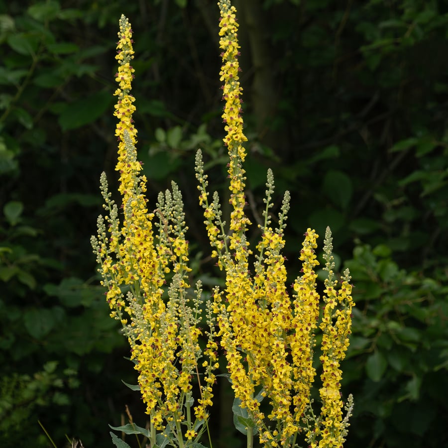 Zwarte toorts (Verbascum nigrum) zaden