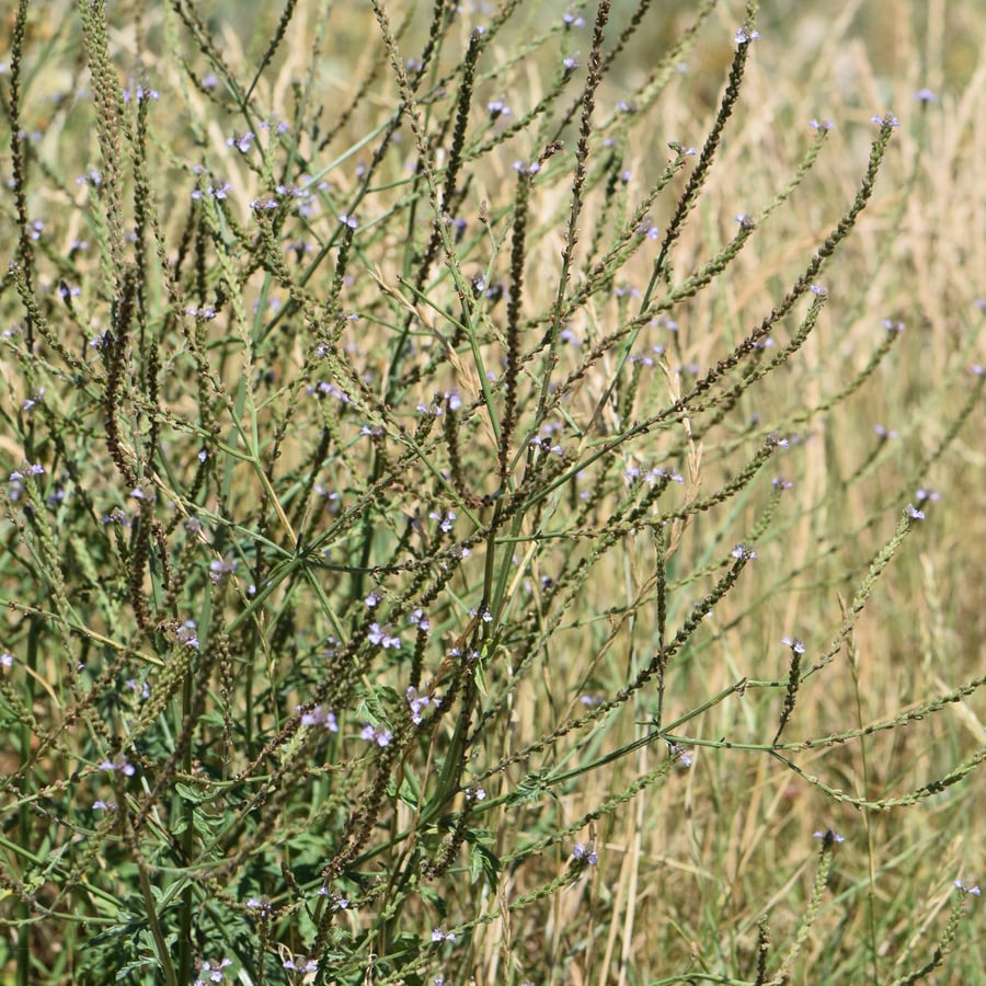 IJzerhard (Verbena officinalis) zaden
