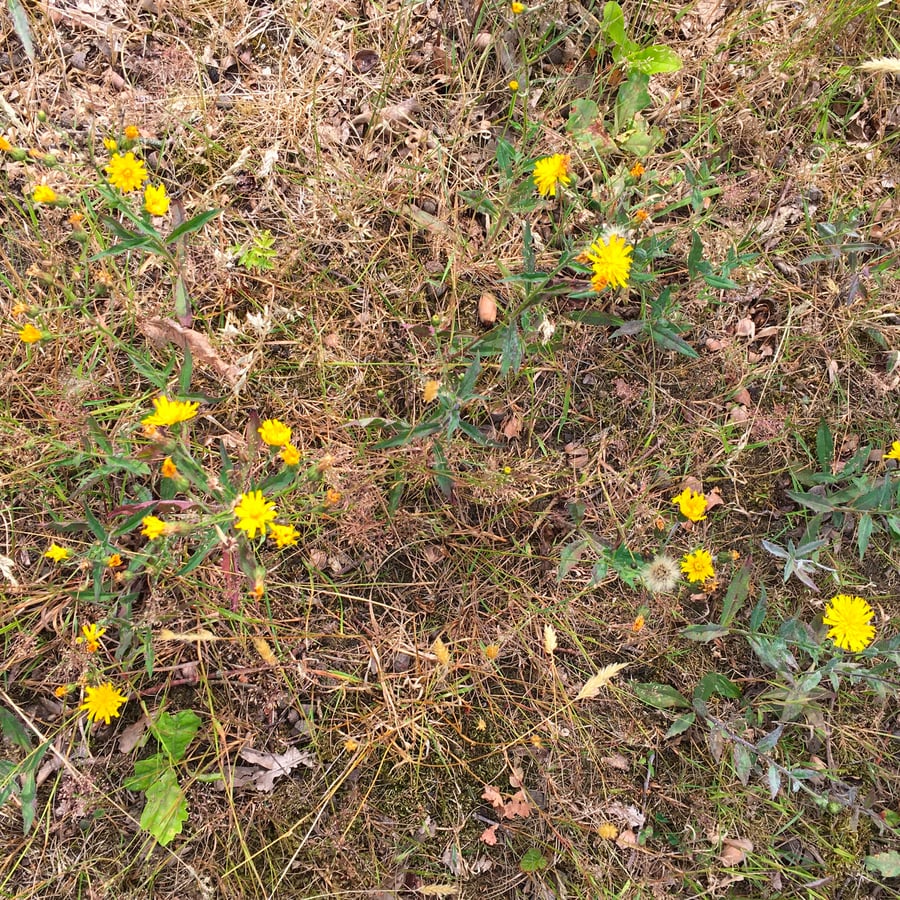 Stijf havikskruid (Hieracium sect. Tridentata) zaden