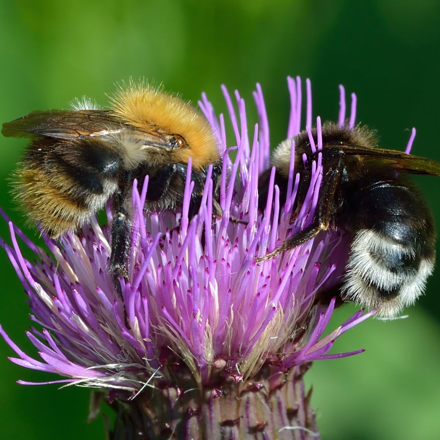 Sombere vederdistel (Cirsium heterophyllum) zaden